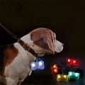LED Dog Bone Safety Pet ID Tag