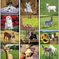 Baby Farm Animals Stapled 2022 Calendar