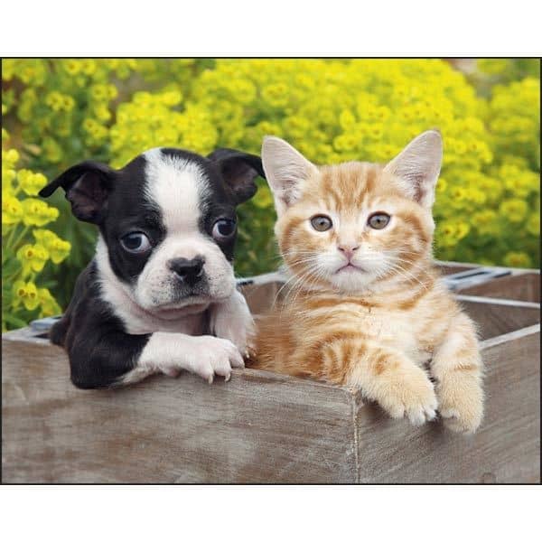 Spiral Puppies & Kittens Lifestyle 2022 Appointment Calendar