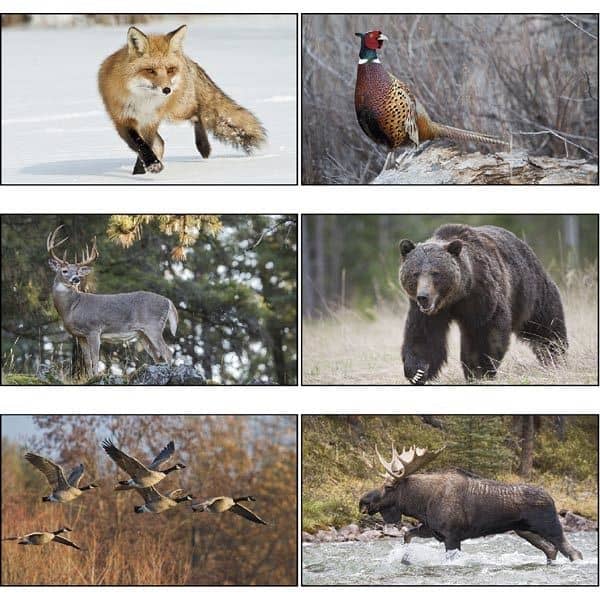 Wildlife 2022 Calendar