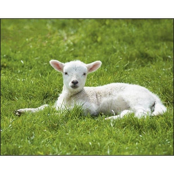 Spiral Baby Farm Animals Lifestyle 2022 Appointment Calendar