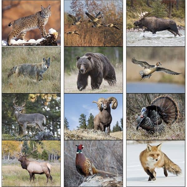 Window Wildlife Portraits 2022 Appointment Calendar