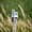 Classic Jumbo Rain Gauge
